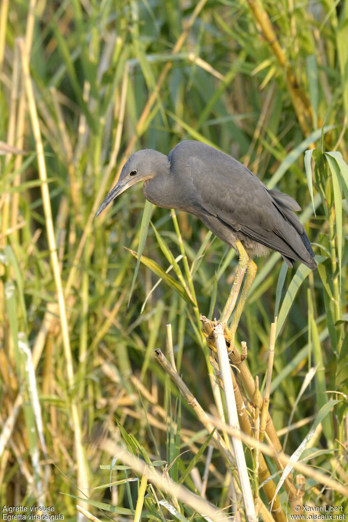 Slaty Egretjuvenile, identification