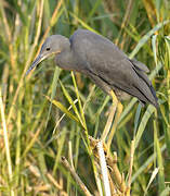 Slaty Egret