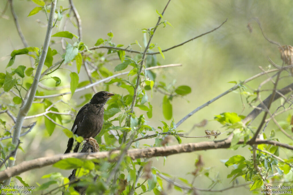 Red-billed Buffalo Weaver female adult, identification