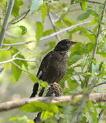 Red-billed Buffalo Weaver