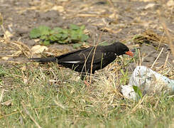 Red-billed Buffalo Weaver