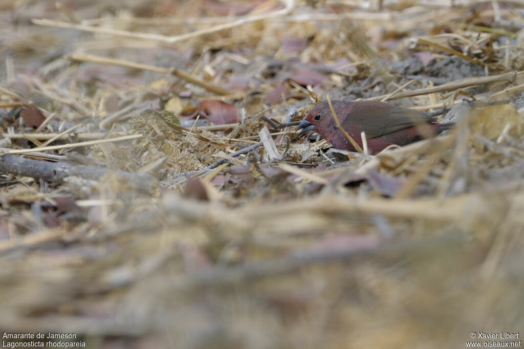 Jameson's Firefinch male adult, identification