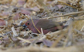 Jameson's Firefinch