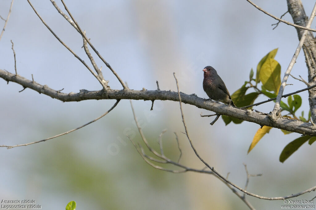 Brown Firefinch male adult