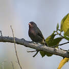 Amarante nitidule