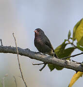 Brown Firefinch