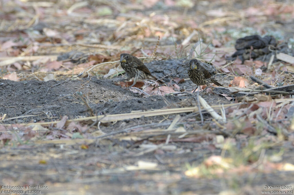 Thick-billed Weaver female adult, identification