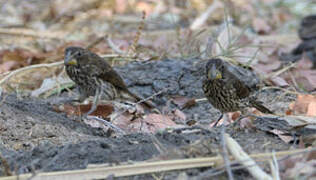 Thick-billed Weaver