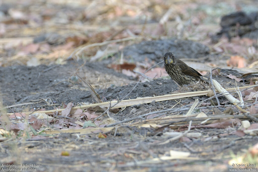 Thick-billed Weaver female adult, identification