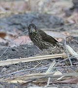 Thick-billed Weaver