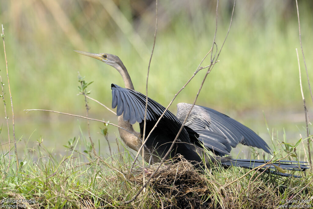 Anhinga d'Afriquejuvénile