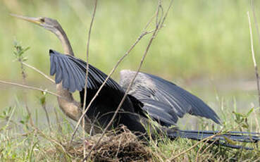 Anhinga d'Afrique