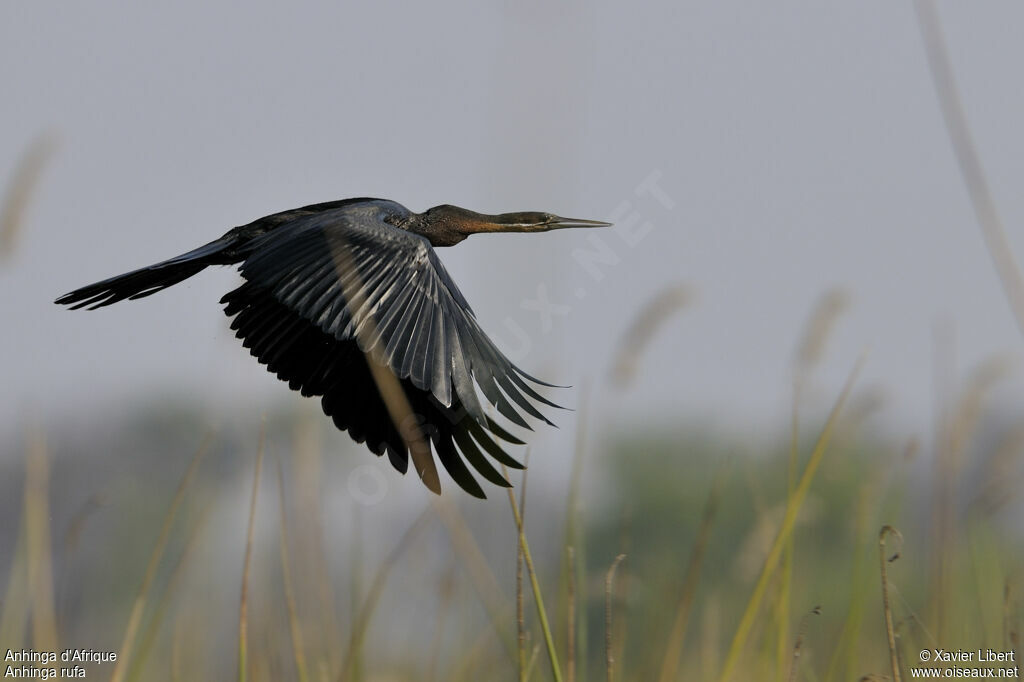 Anhinga d'Afriqueadulte, Vol