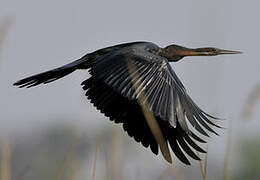 African Darter