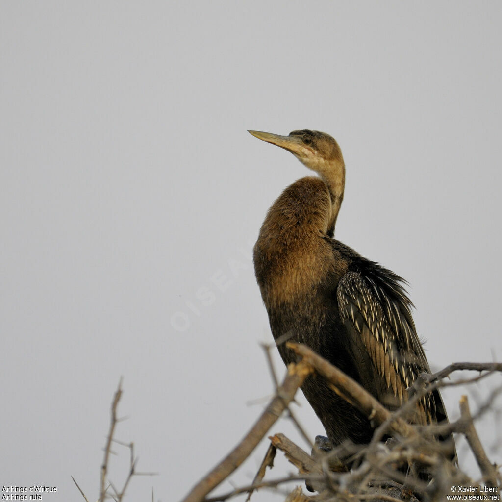 Anhinga d'Afriquejuvénile, identification