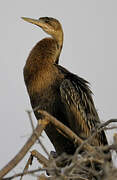 Anhinga d'Afrique