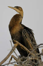 Anhinga d'Afrique