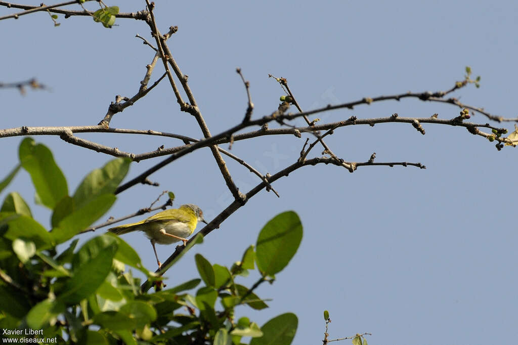 Apalis à gorge jaune mâle adulte, identification