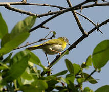 Apalis à gorge jaune