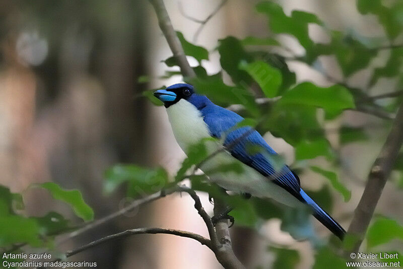 Madagascar Blue Vanga, identification