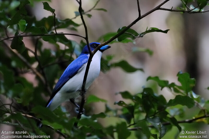 Madagascar Blue Vanga, identification