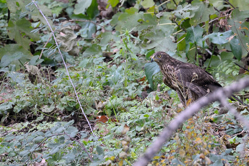 Autour des palombesjuvénile, identification