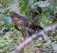 Eurasian Goshawk