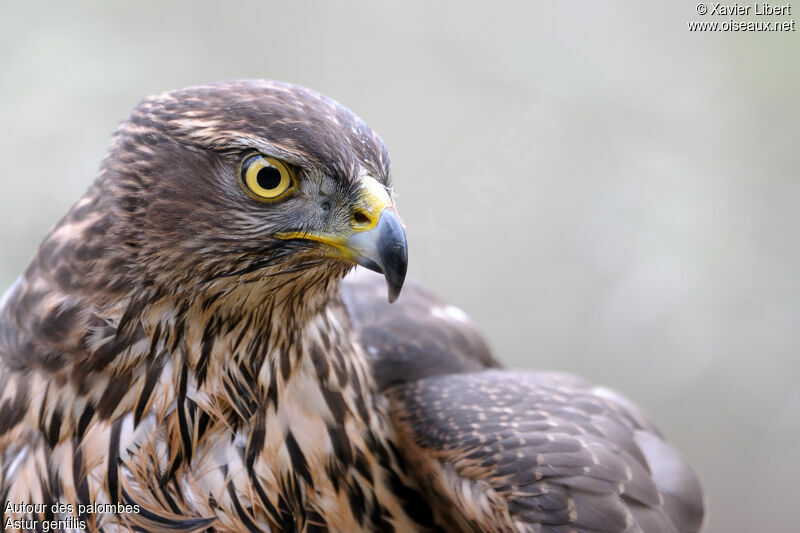 Eurasian Goshawk female, identification