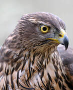 Eurasian Goshawk