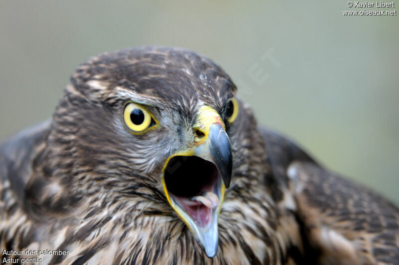 Eurasian Goshawk female, identification