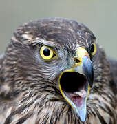 Eurasian Goshawk