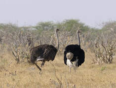 Common Ostrich