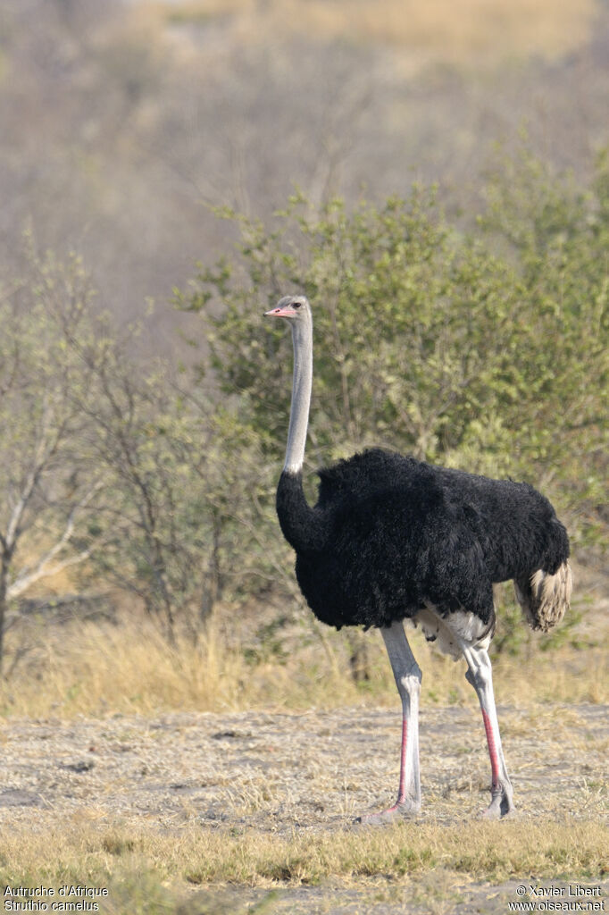 Autruche d'Afrique mâle adulte, identification