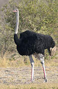 Common Ostrich