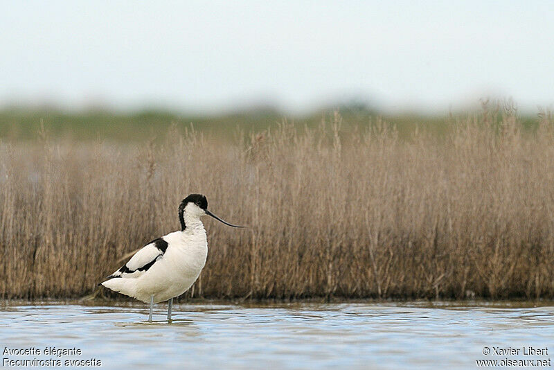 Pied Avocet, identification