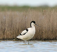 Avocette élégante