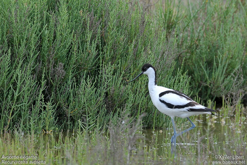 Avocette élégante mâle adulte, identification