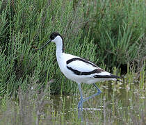 Avocette élégante