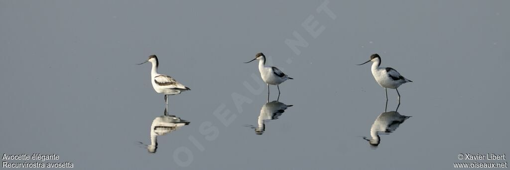 Avocette élégante, identification