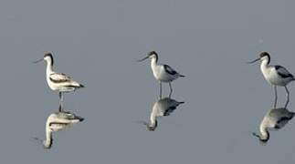 Avocette élégante