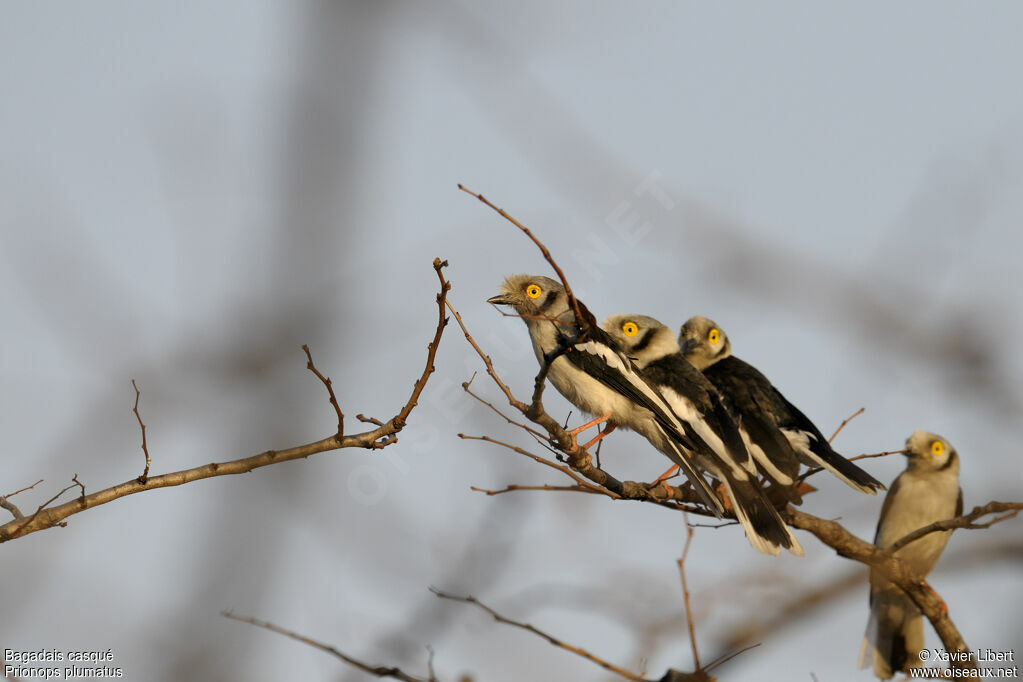 White-crested Helmetshrike, identification