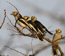 White-crested Helmetshrike