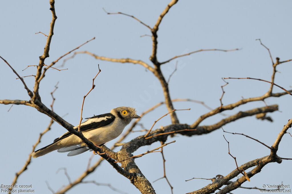 White-crested Helmetshrike, identification