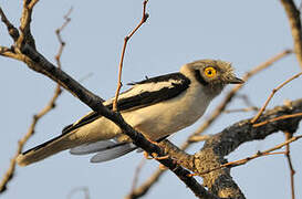 White-crested Helmetshrike