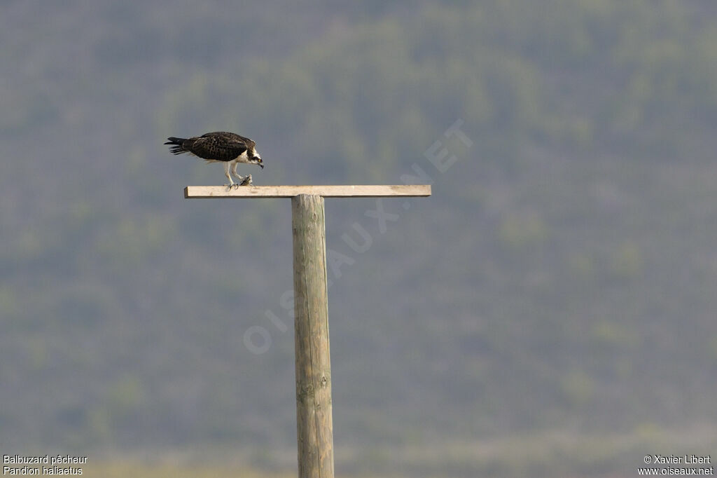 Ospreyjuvenile, identification, feeding habits, Behaviour