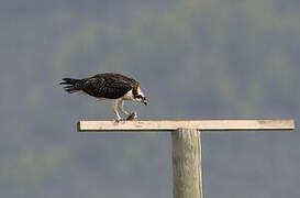 Western Osprey