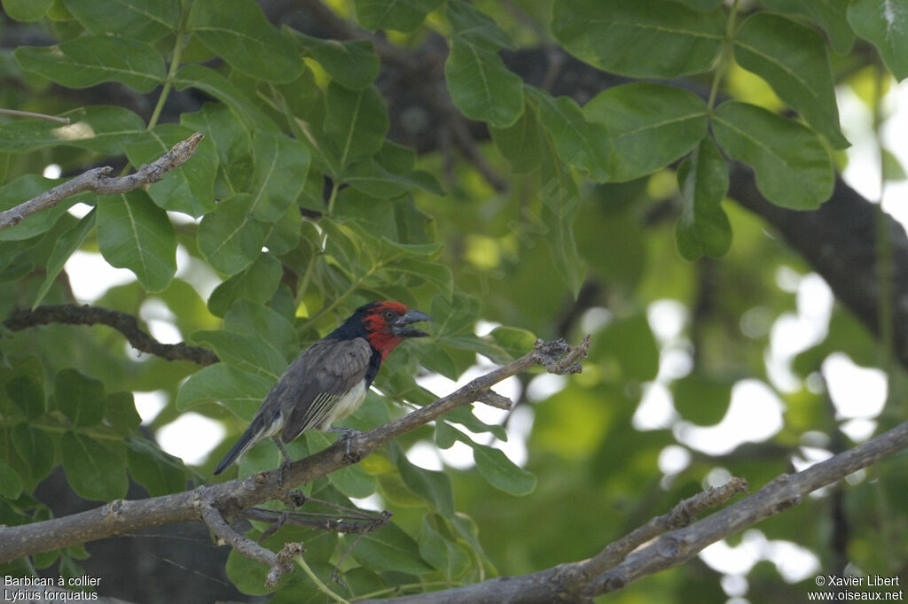 Black-collared Barbetadult, identification