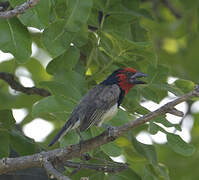 Black-collared Barbet