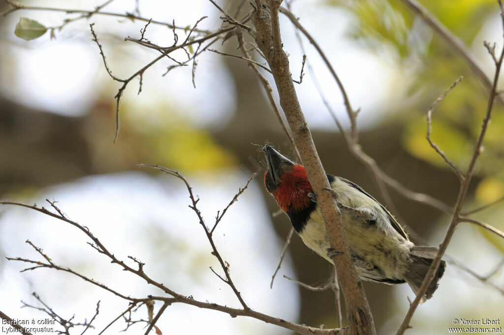 Black-collared Barbetadult, identification, feeding habits