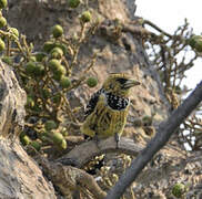 Crested Barbet